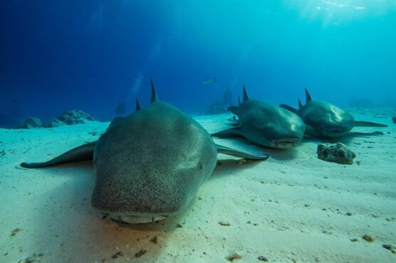 Nurse sharks