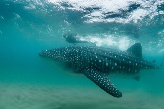 whale shark