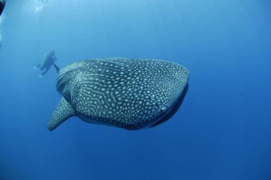 Whale shark sighted on a dive with Carpe Novo!