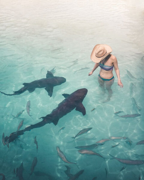 woman looking at nurse sharks