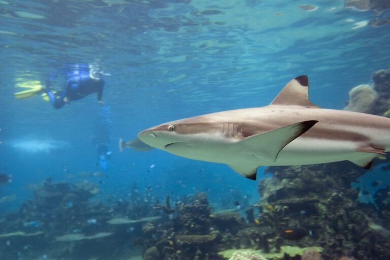 Blacktip Reef Shark