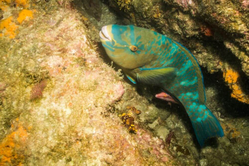 Blue-barred parrotfish