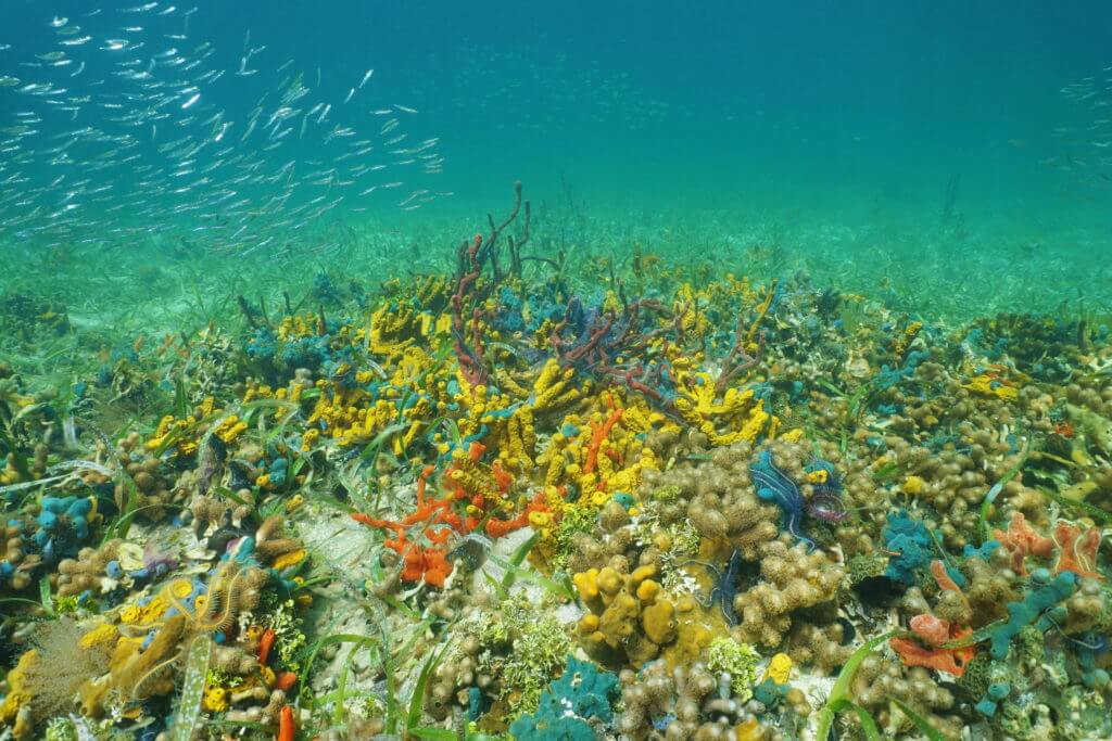 Bocas del Toro colorful corals