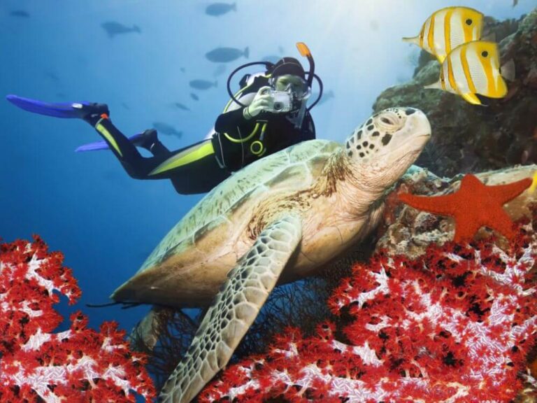 Celebes sea diver taking sea turtle photograph