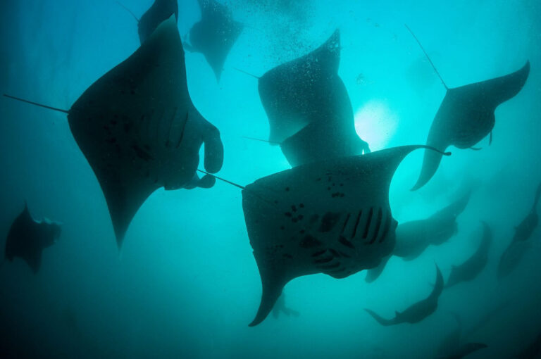 Giant oceanic manta ray