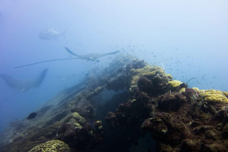 Yongala Wreck