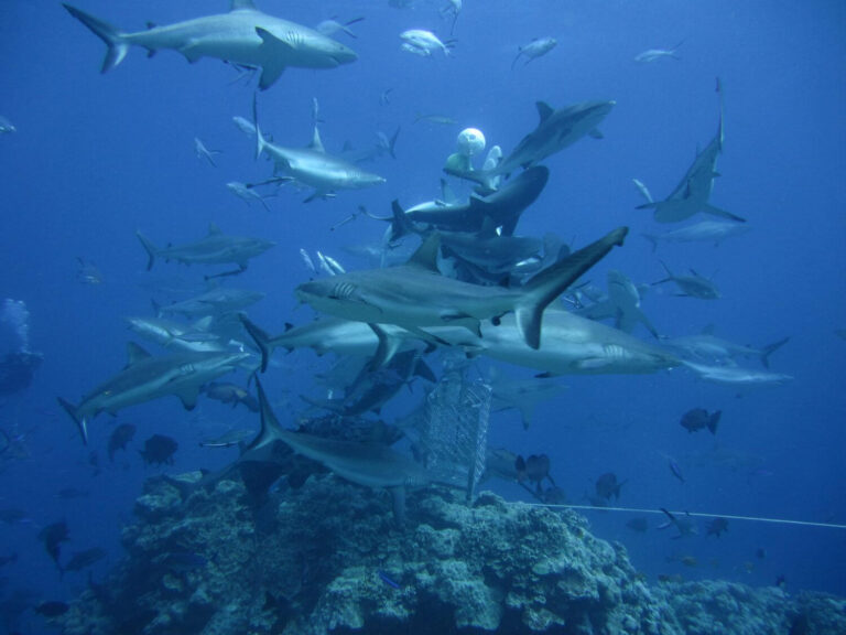 Great Barrier Reef sharks dive