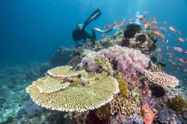 Great Barrier Reefs