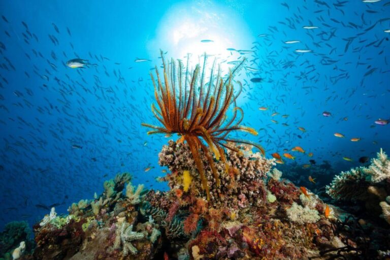 Great Barrier Ribbon Reefs