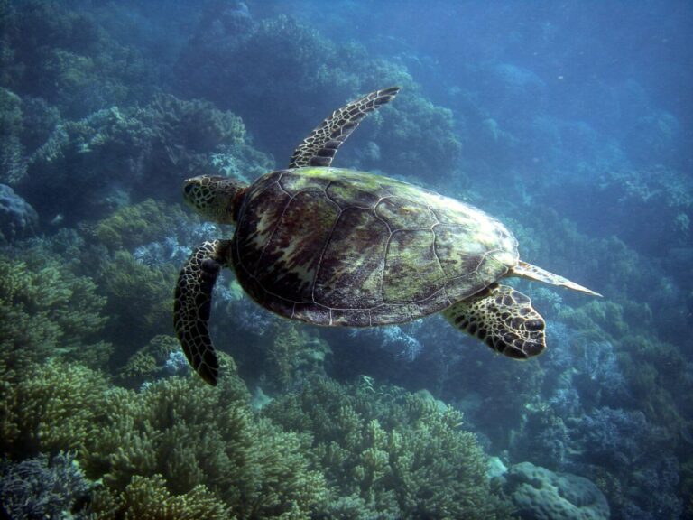 green sea turtle