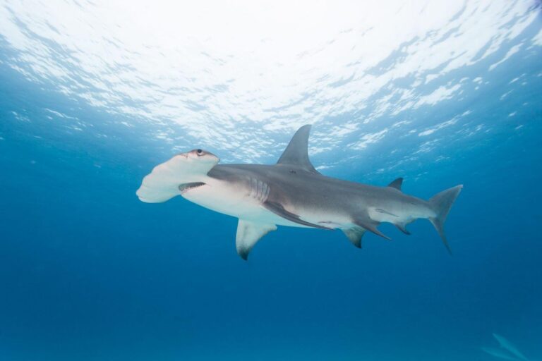 Great hammerhead