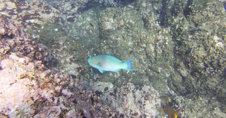 Parrotfish