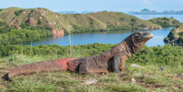 Komodo dragons