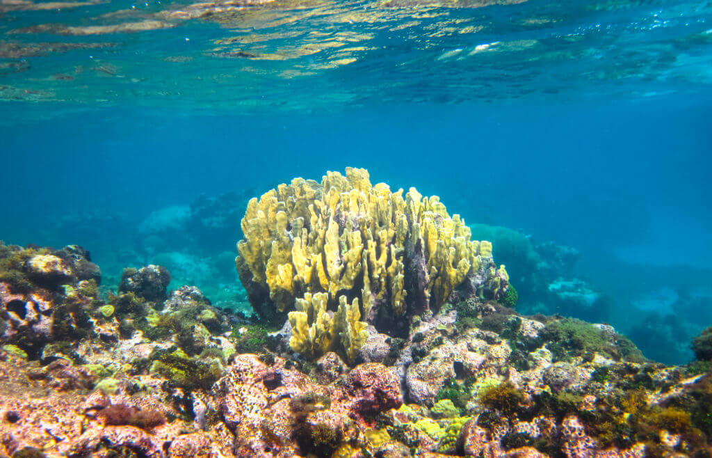 diving nicaragua