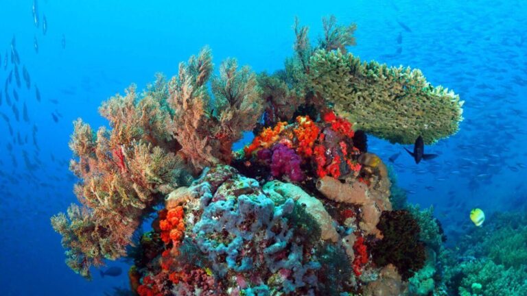 North Komodo Diving corals