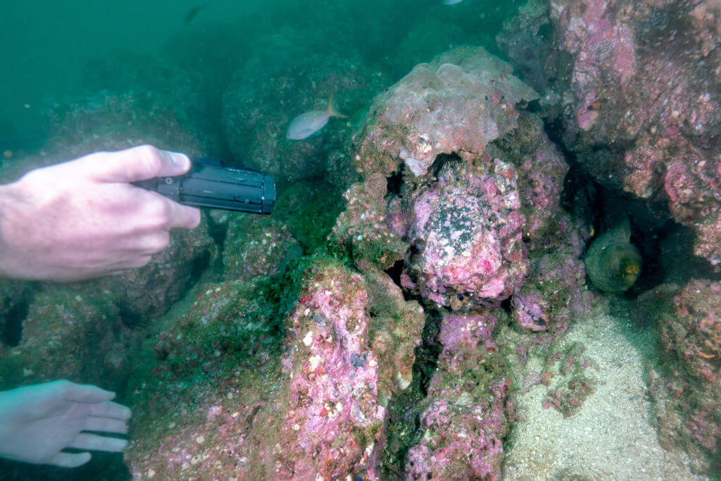 filming a moray eel