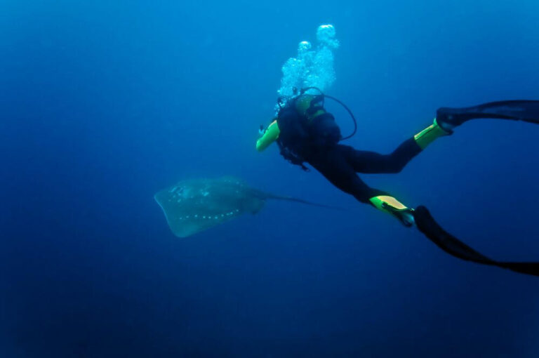 Peri Peri Diver sighting a manta ray