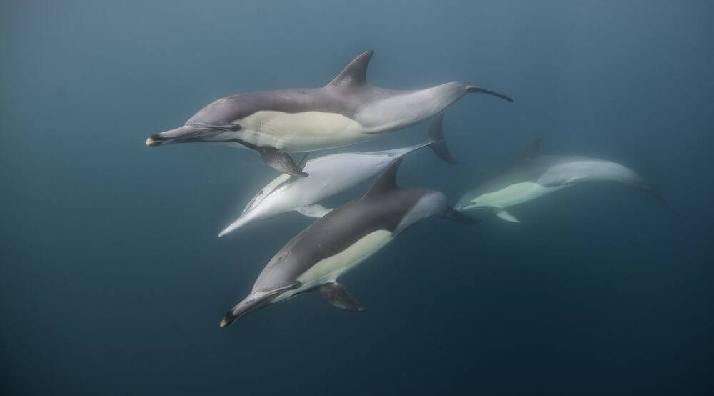 Plettenberg Bay dolphins