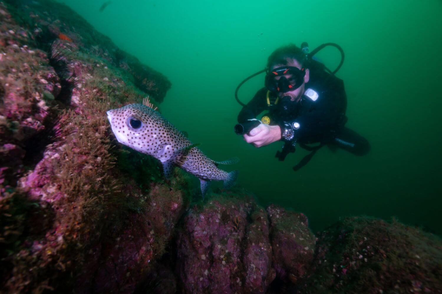 Porcupine fish at Paralenz Vaquita