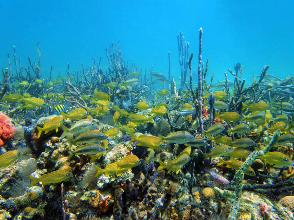 Puerto Viejo seabed