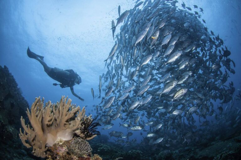 raja empat diving