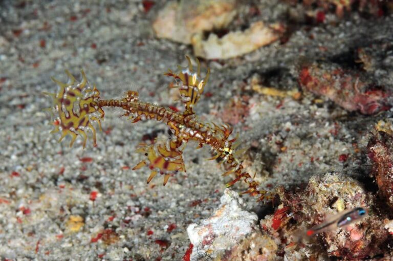 Solenostomus paradoxus fish