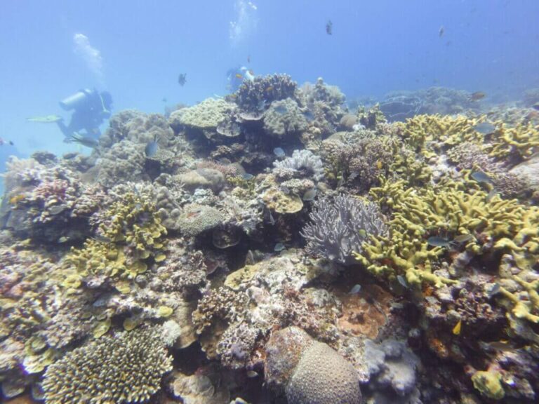 Colourful coral reef at Siquijor dive site with scuba diver in the background.