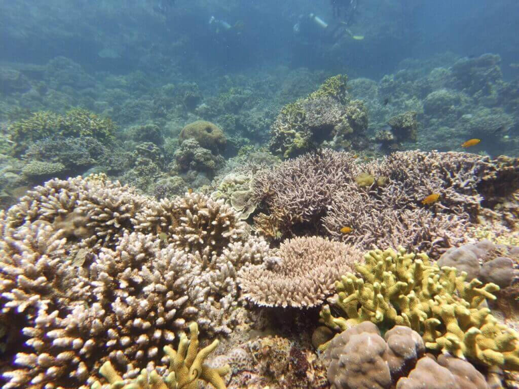 Colourful coral reef at Siquijor dive site with scuba diver in the background.