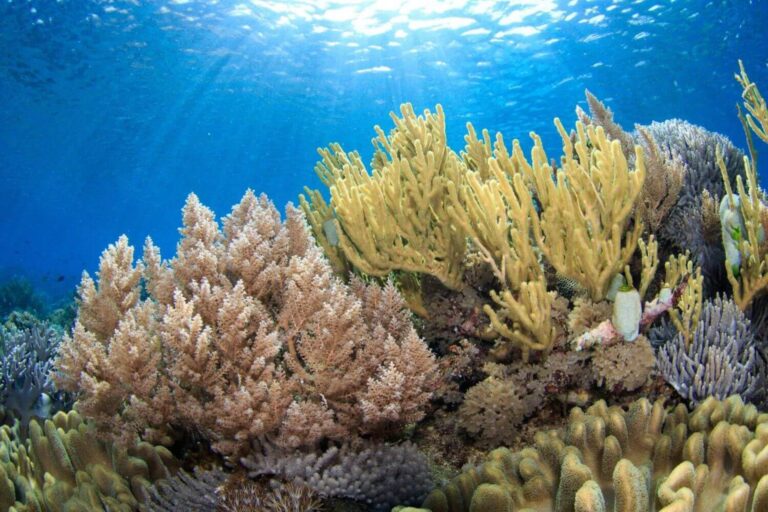 South Komodo Diving corals