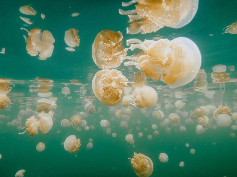 South Raja Ampat jellyfish