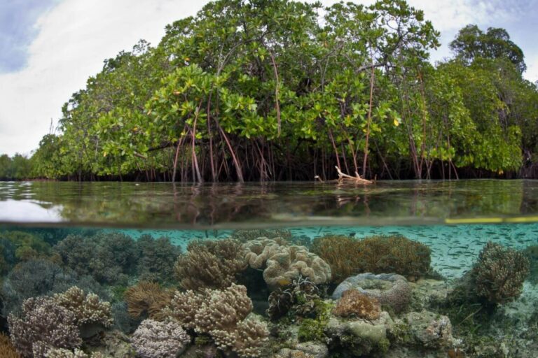 South Raja Ampat