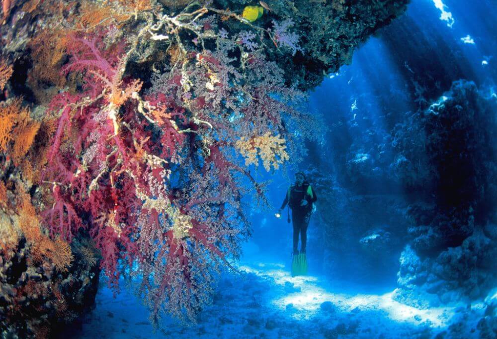 South Red Sea pristine coral reef