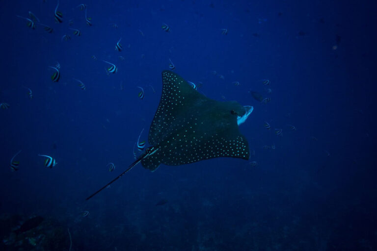 Spotted Eagle Ray