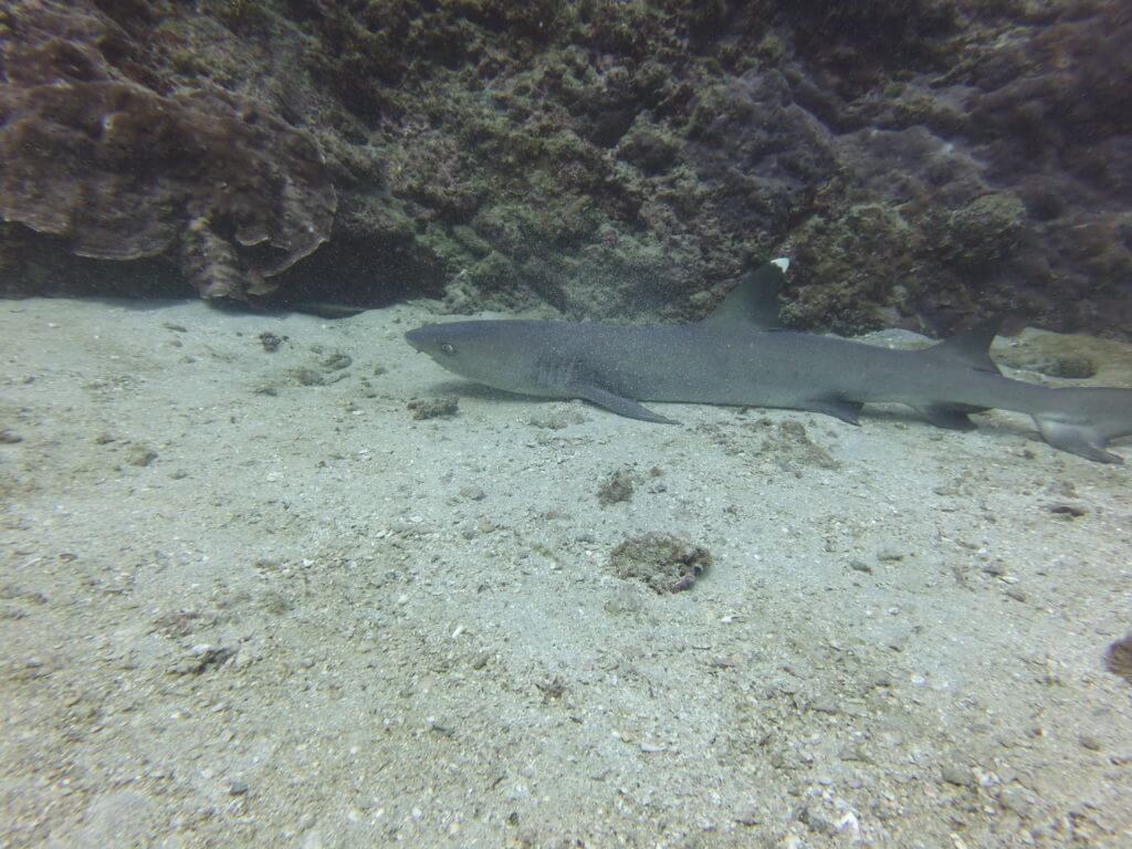 Whitetip reef shark chilling