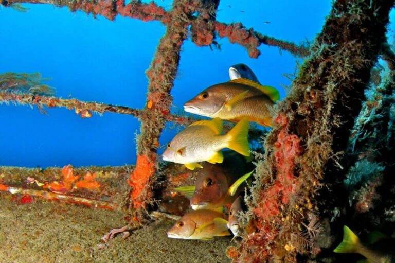 Wrecks of Nassau! fishes