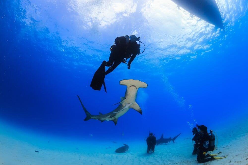 diver with hammerhead shark
