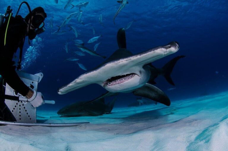 bahamas hammerhead shark closeup