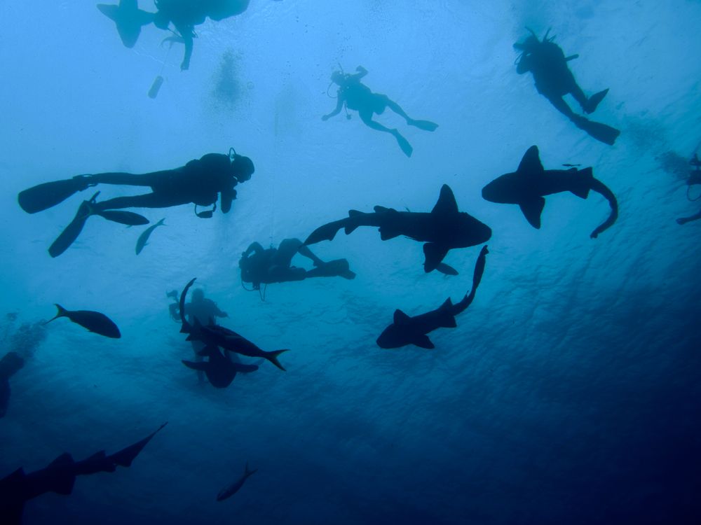 belize scuba divers with sharks