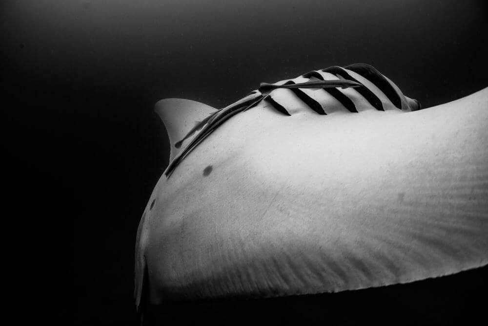 black and white manta ray photograph
