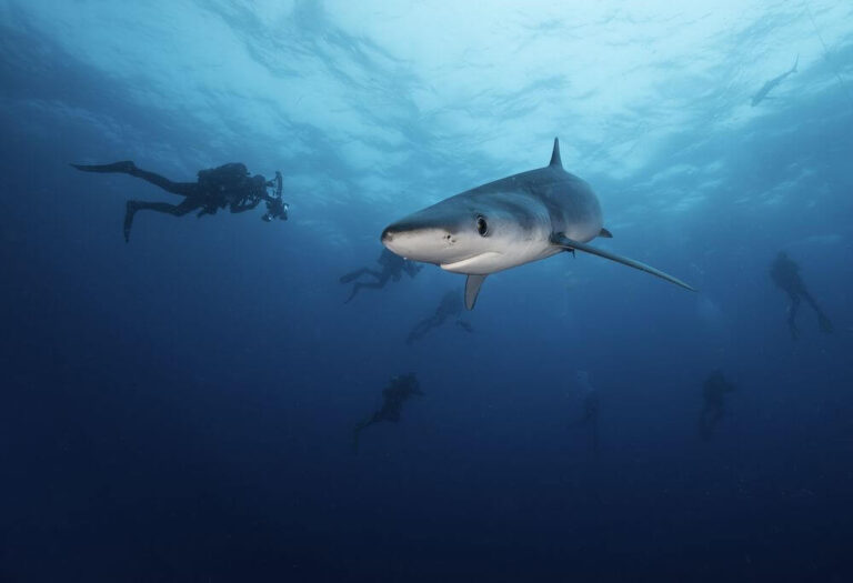 cape town diver with shark