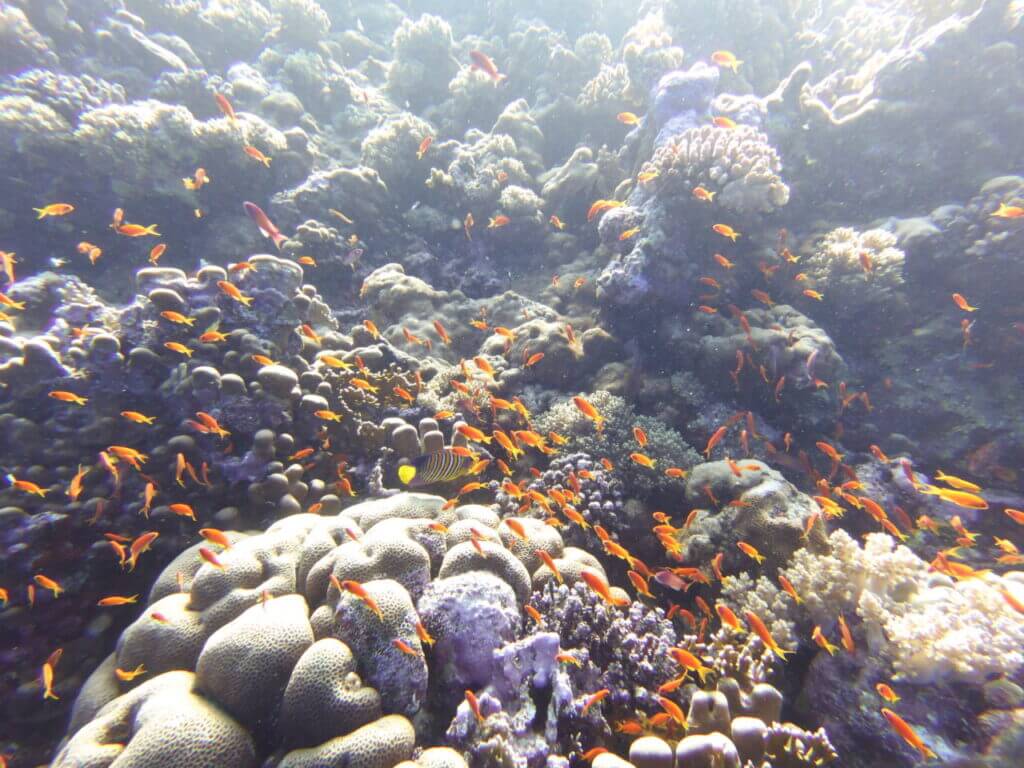 coral colour orange fish amazing