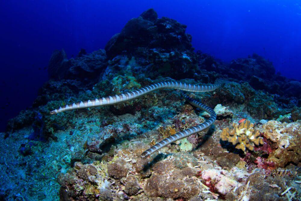 coral reef snakes