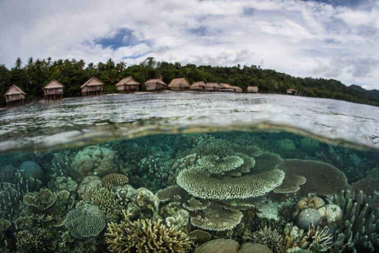 corals in the shallows of raja ampat
