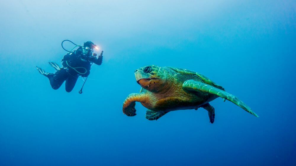 diver and sea turtle
