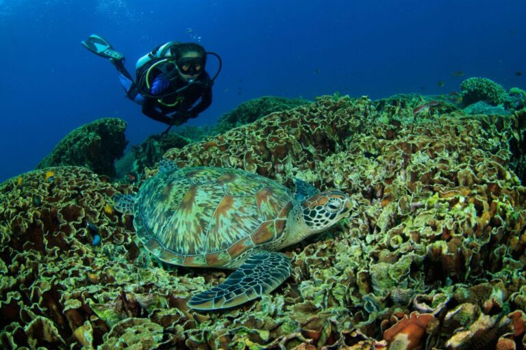 diver with sea turtle on a coral