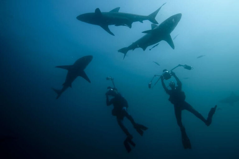 divers filming sharks