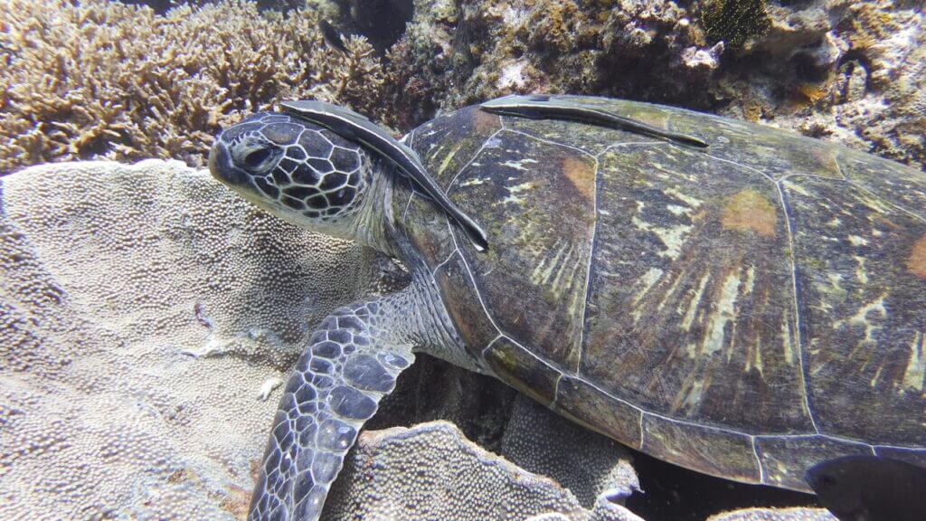 Green sea turtle at south milinoc dive site.