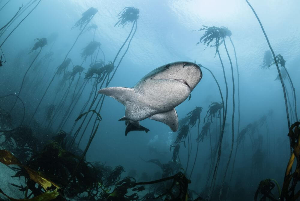 cow shark