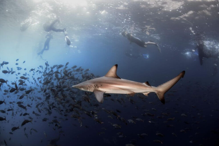 diver and Blacktip shark