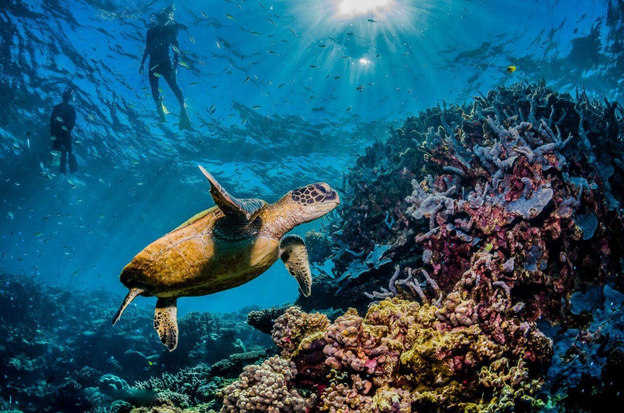 great barrier reef sea turtle